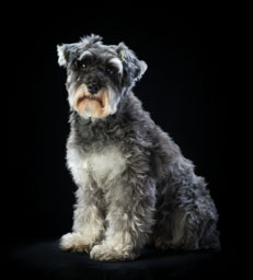Pet Portraits - Photography by Lorcan Brereton Photography, Dublin