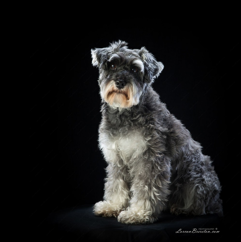 Pet Portraits - Photography by Lorcan Brereton Photography, Dublin